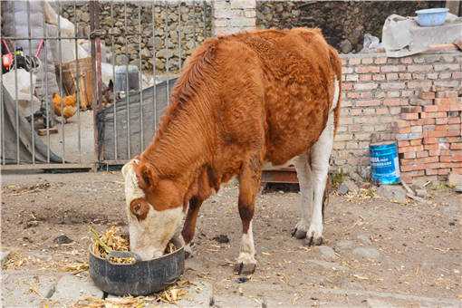 5月牛舍消毒方法有哪些 牛舍常用的消毒方法有哪些