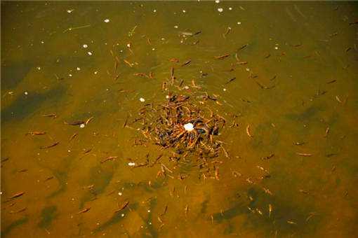 新挖的鱼塘怎样处理消毒 新建鱼塘用什么消毒