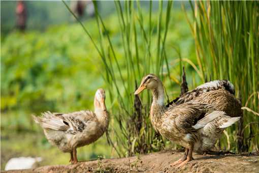 肉鸭养殖技术要点