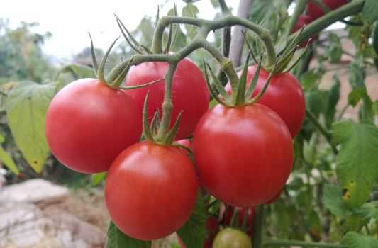 西红柿的别名叫什么 西红柿的别名叫什么柿