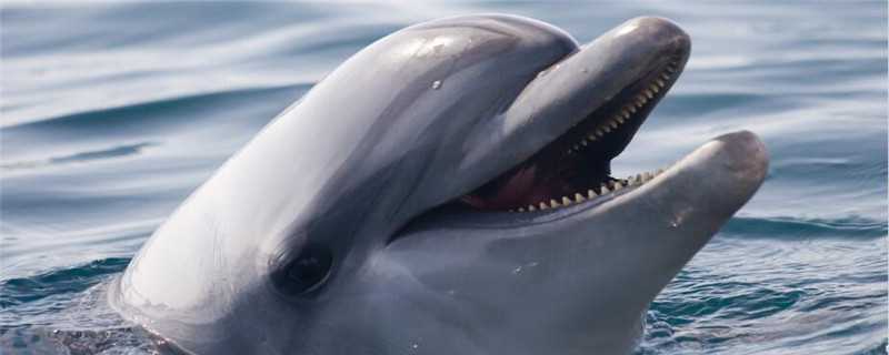 鲸鱼是怎么繁殖的 鲸鱼是怎么繁殖的图片