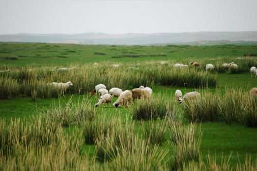 想养羊的话怎样审批养殖场（现在养羊要审批吗）