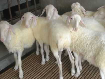 新手养羊的羊圈建造要注意什么 新手养羊的羊圈建造要注意什么细节