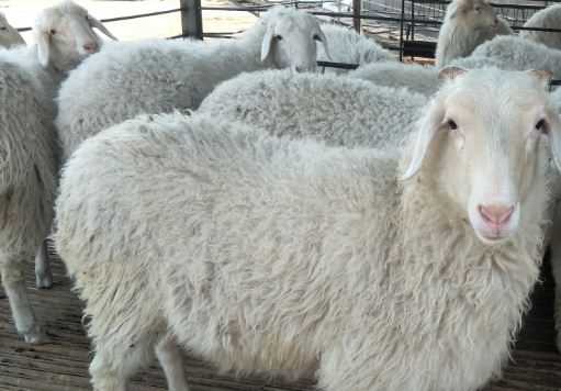 养羊有哪些禁忌事项 养羊的八大禁忌