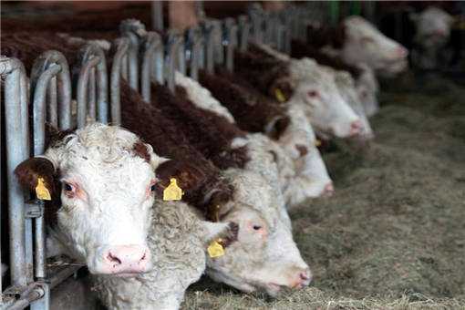 春季养牛的寄生虫病防治方法有哪些（牛的寄生虫病的防治）