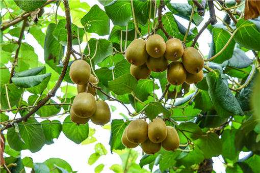 2020在农村种植猕猴桃能快速致富