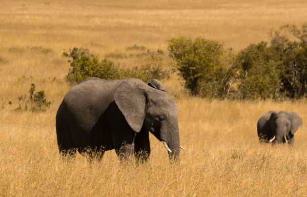 大象的尾巴有什么作用 大象的尾巴有什么作用答案
