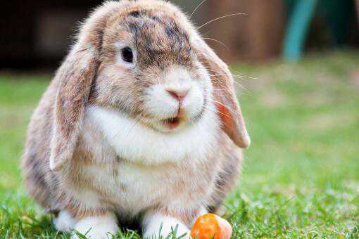 兔子能活多少年 兔子能活多少年老死