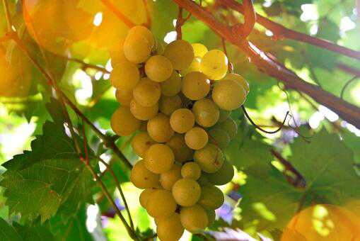 家中庭院可以种葡萄吗 庭院里可以种葡萄吗