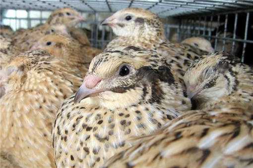 2020年珍禽养殖什么前景好 2020年家禽养殖发展趋势