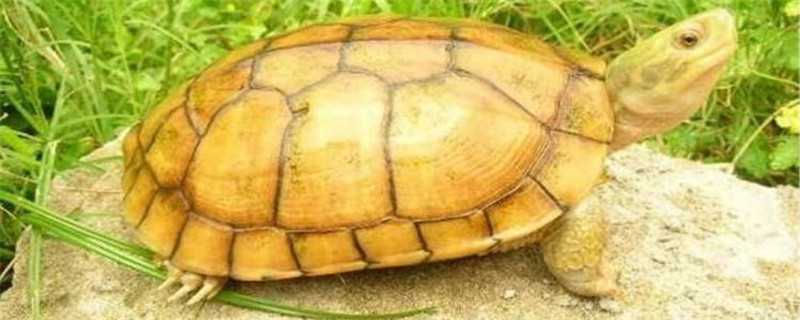 黄喉和草龟的区别 黄喉和草龟的区别在哪里
