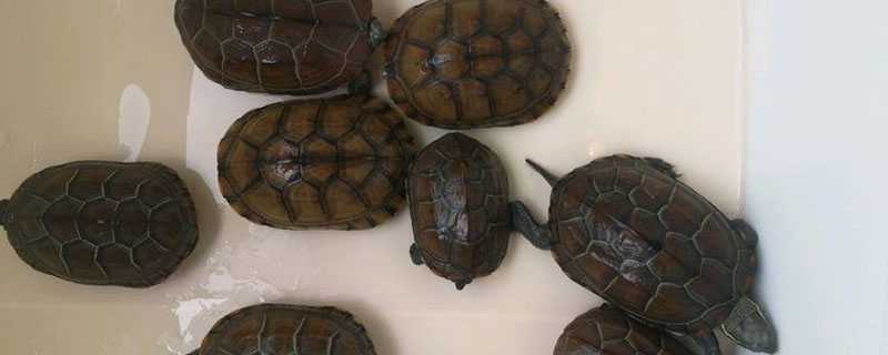 金线龟和草龟的区别 金线龟和草龟有什么区别