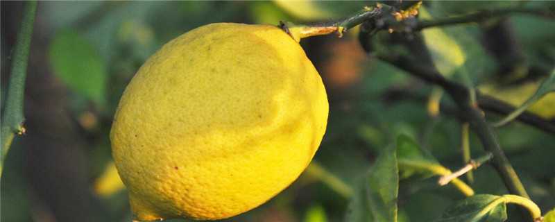 柠檬树种植几年开花结果（种植的柠檬树多少年开花结果）