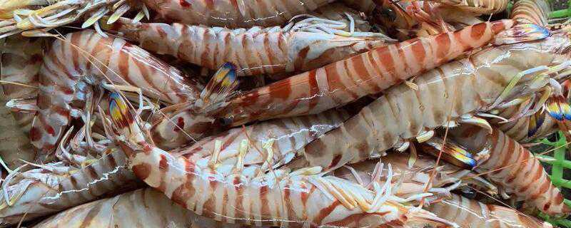 花虾和斑节虾的区别（花虾是斑节虾吗）