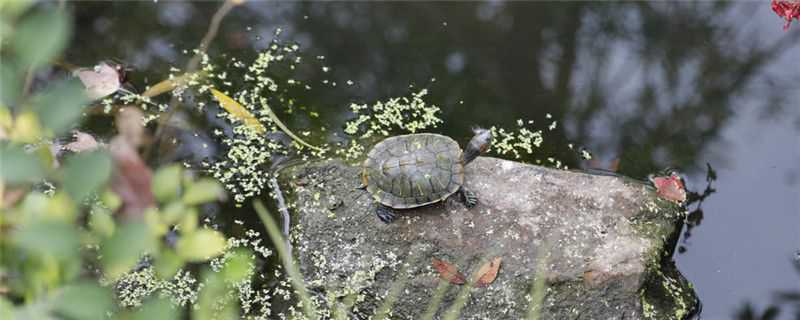 草龟和石龟的区别 草龟和石龟的区别是什么