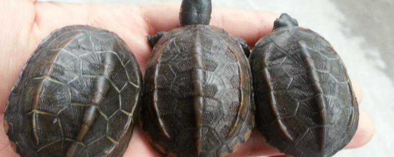 石龟和中华草龟的区别（石龟和中华草龟的区别图片）