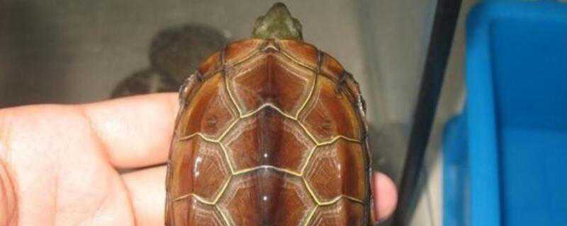 巴西龟与草龟的区别 巴西龟与草龟的区别图片