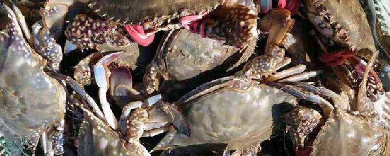 刚刚死的梭子蟹能吃吗 刚刚死的梭子蟹可以吃吗