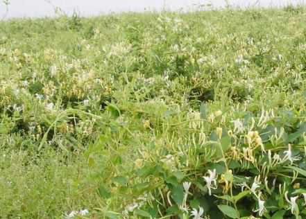 湘蕾树型金银花苗价格是多少钱一棵 湘蕾一号金银花苗价格