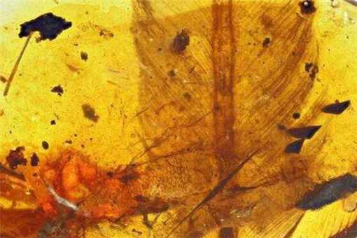 亿年前凶猛古鸟类是怎么被发现的（古鸟类新物种被发现）