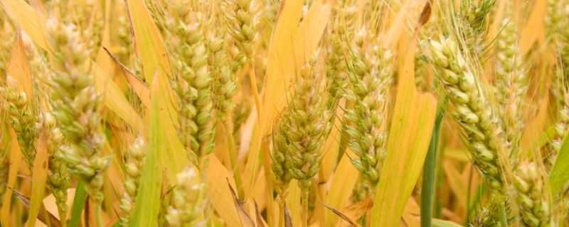 红地95小麦品种介绍 红地95小麦品种简介