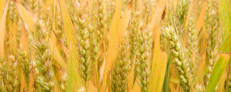 峰川9号小麦品种特性介绍！ 峰川9号小麦品种特性介绍视频