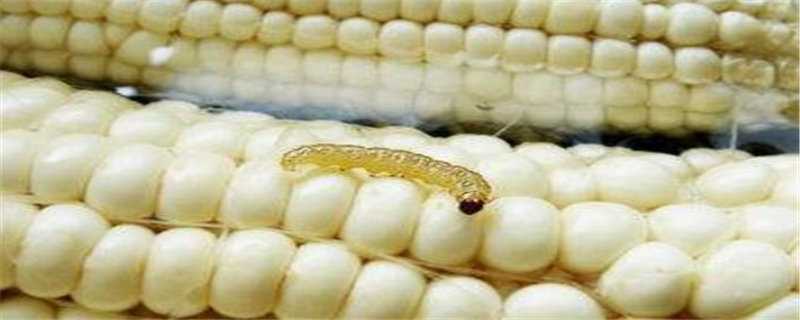 玉米虫养殖方法 玉米虫养殖方法和注意事项