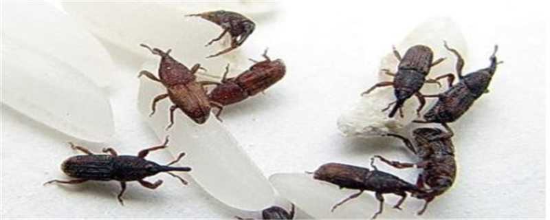 烟草甲虫如何滋生起来 烟草甲虫怎么产生的