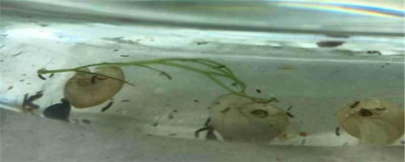 苹果螺怎么繁殖 苹果螺怎么繁殖不用换水