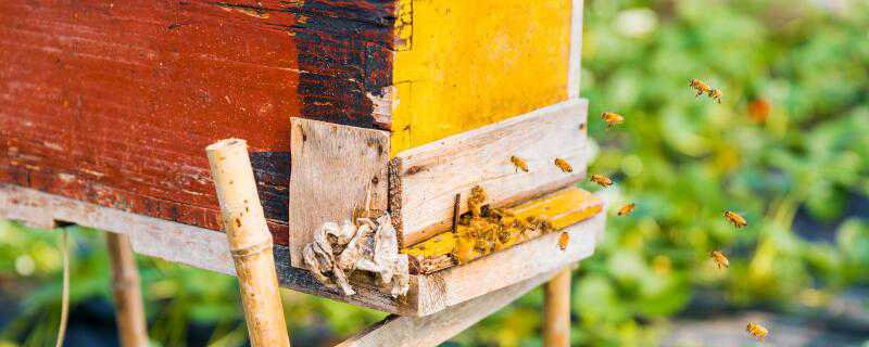 蜜蜂怎么繁殖 蜜蜂怎么繁殖蜂王