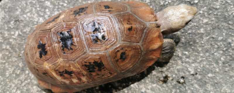 缅甸陆龟怎么过冬 缅甸陆龟冬眠多长时间