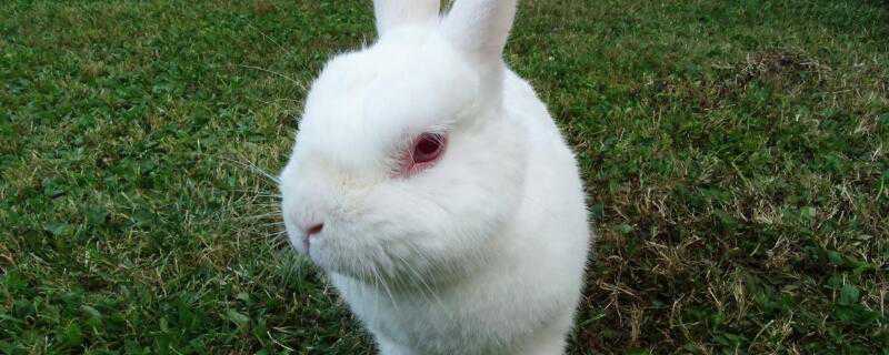 小白兔喜欢吃什么（小白兔喜欢吃什么的青菜和什么的萝卜）