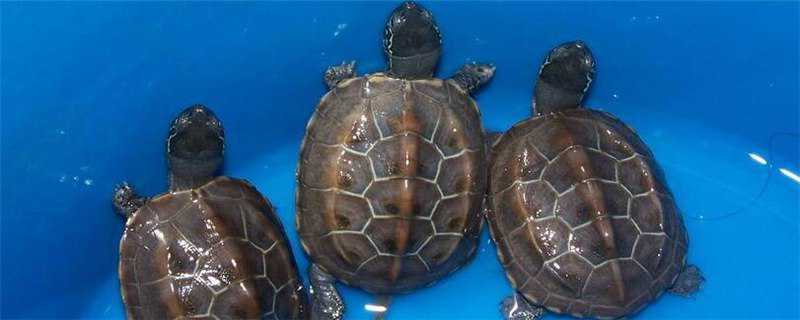 草龟和珍珠龟的区别（草龟和珍珠龟的区别在哪里）