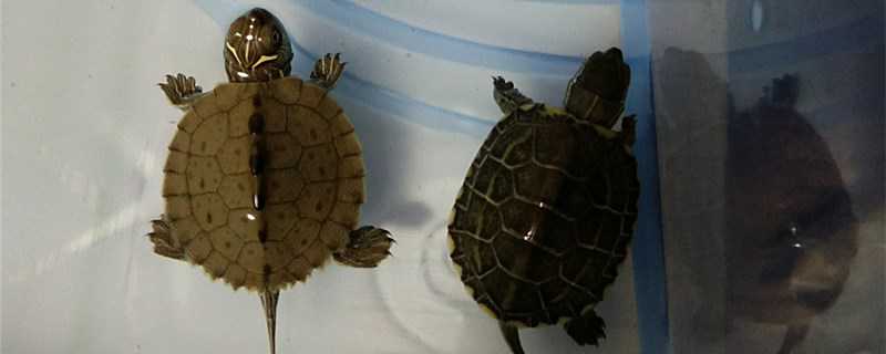 金线龟草龟的区别 金线草龟和普通草龟的区别