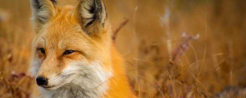 狐狸喜欢吃什么食物（狐狸喜欢吃什么食物我的世界）