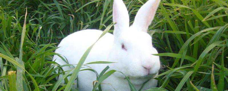 獭兔毛和草兔毛的区别 獭兔毛和草兔毛的区别图片