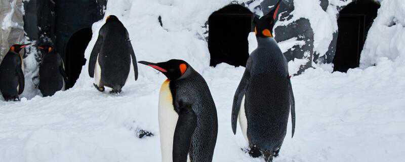 企鹅是怎么过冬的 企鹅是怎么过冬的图片