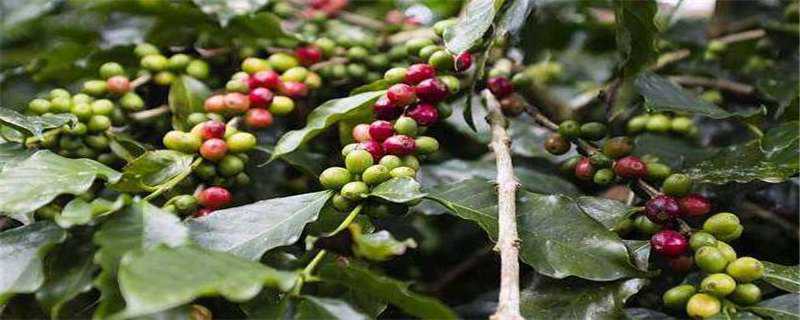 咖啡树种植几年结果（咖啡树种植几年结果啊）