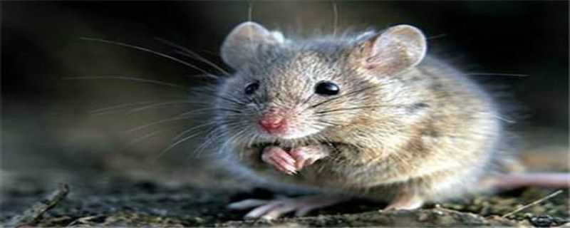 老鼠怎么繁殖的 老鼠是什么繁殖方式