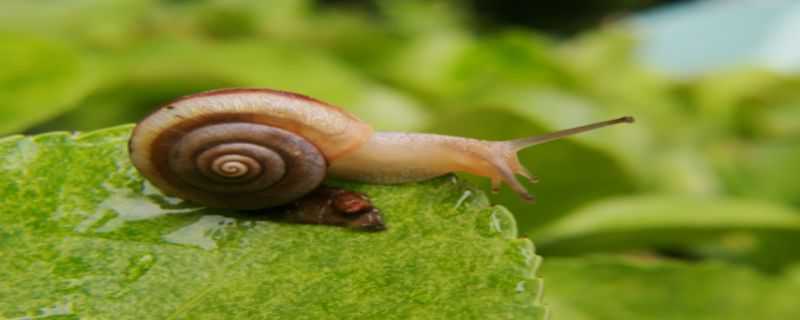 蜗牛冬天怎么过冬的 蜗牛冬天怎么过冬的百科回答
