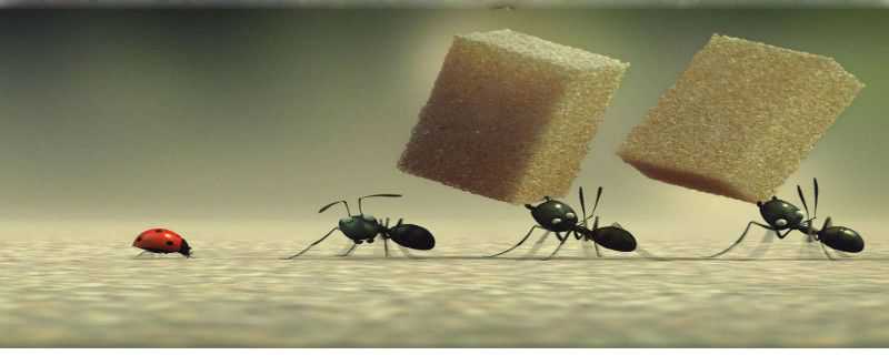 蚂蚁怎么过冬天（蚂蚁怎么过冬天方式）