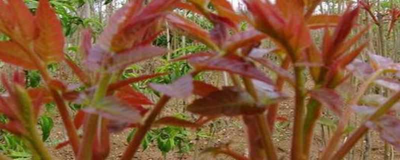 红油香椿的种植技术（红油香椿的种植技术视频）