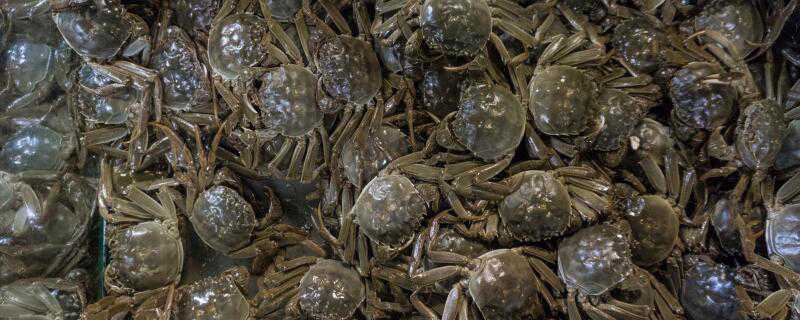 螃蟹吃不完怎么养 螃蟹吃不完怎么养大闸蟹