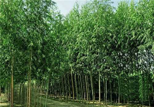 什么是竹柳3号 竹柳多少品种