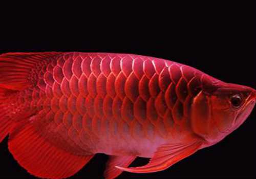 一只红龙鱼