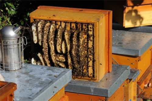 蜂蜜什么时候取好 蜂蜜什么时间取最适合