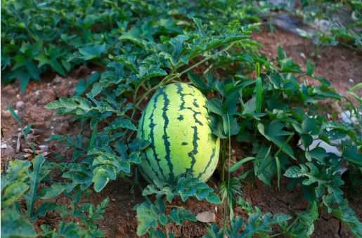夏季西瓜的栽培技术要点介绍（西瓜种植季节和方法）