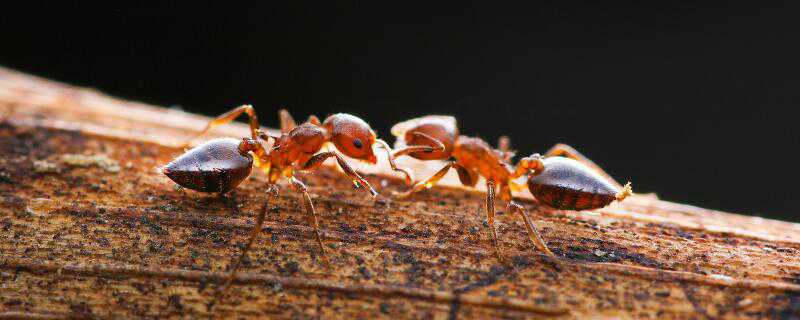 蚂蚁怎么繁殖 蚂蚁怎么繁殖出来的