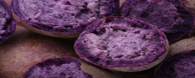 紫薯盆栽种植方法（紫薯盆栽种植方法图片）