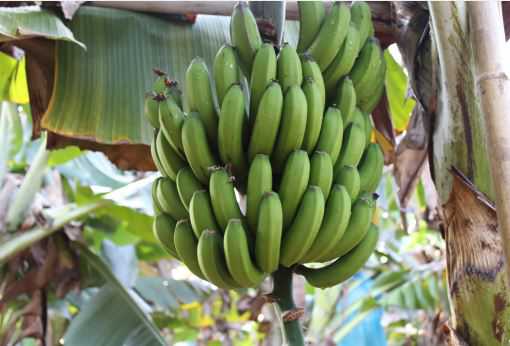 香蕉高产的栽培技术介绍 香蕉具体栽培技术